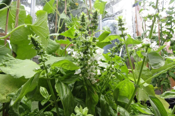 Basil flowers grown in a greenhouse in Trimingham, Norfolk