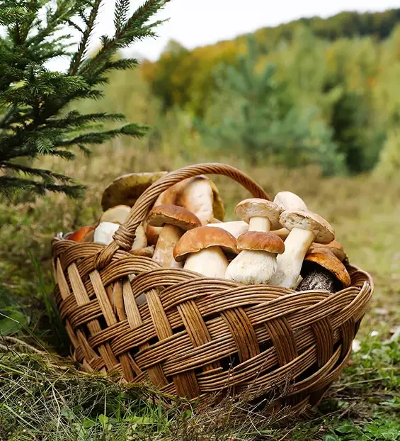 Wicker basket filled with mushrooms beside woodland