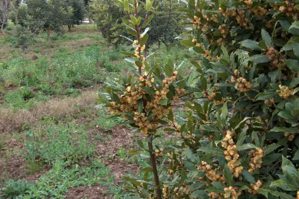 Laurus nobilis shrub with flowers in Sardinia