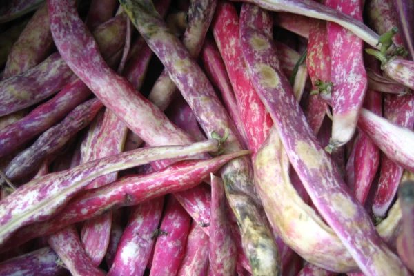 Red-mottled borlotti bean pods