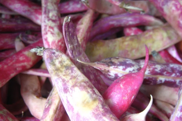 Harvested borlotti bean pods with red mottling