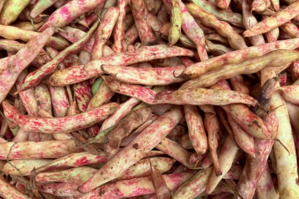 A pile of cream and red borlotti bean pods