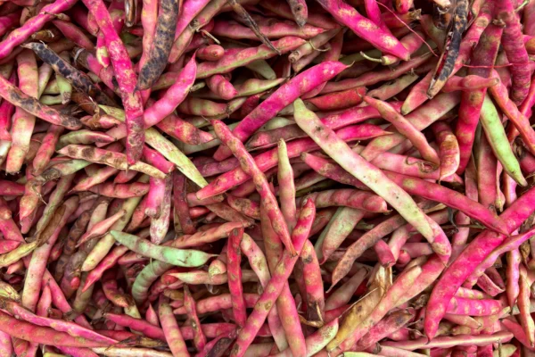 Freshly harvested borlotti beans in Chennai