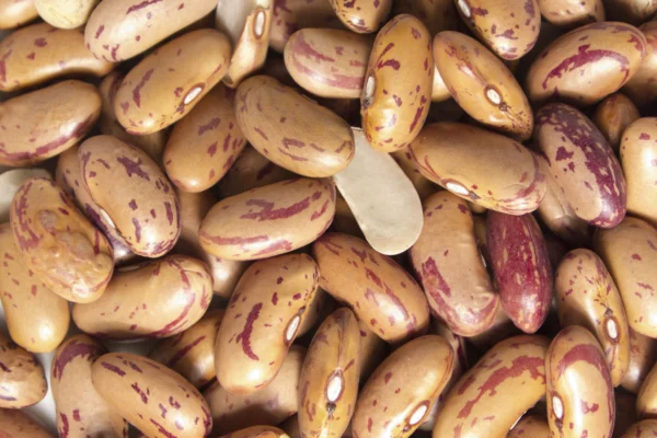 Dried rosecoco or borlotti beans