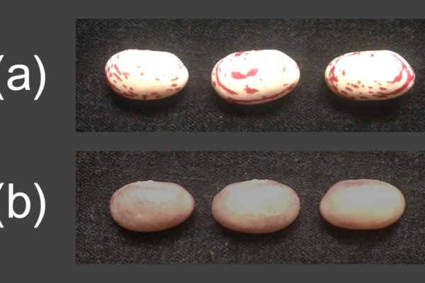 Borlotti beans shown before and after cooking