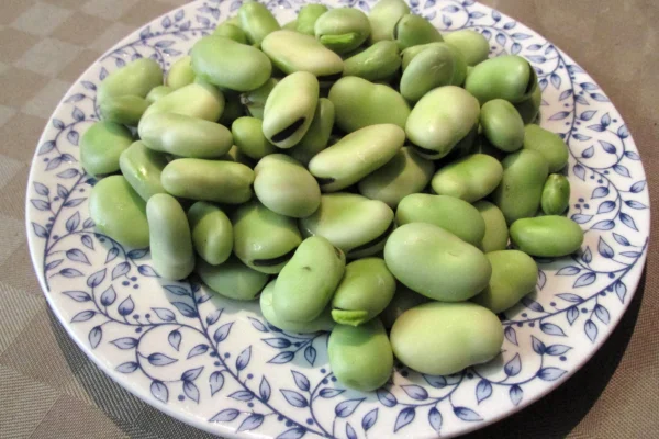 Fresh shelled broad beans, cultivar unidentified