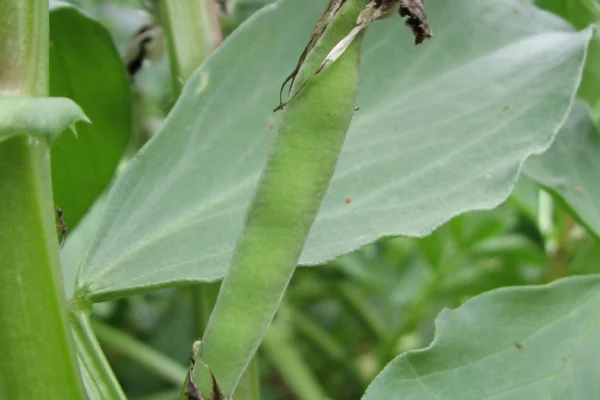 Young Vicia faba pods after flowering, cultivar unidentified