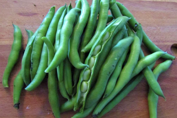 Harvested broad bean pods, cultivar unidentified