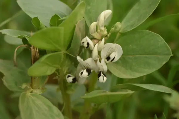 Vicia faba species illustration, cultivar unidentified