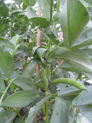 Broad bean plant growing in a Norfolk garden