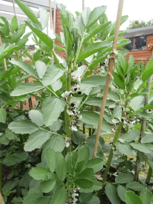 Broad bean flowers on a plant in Trimingham