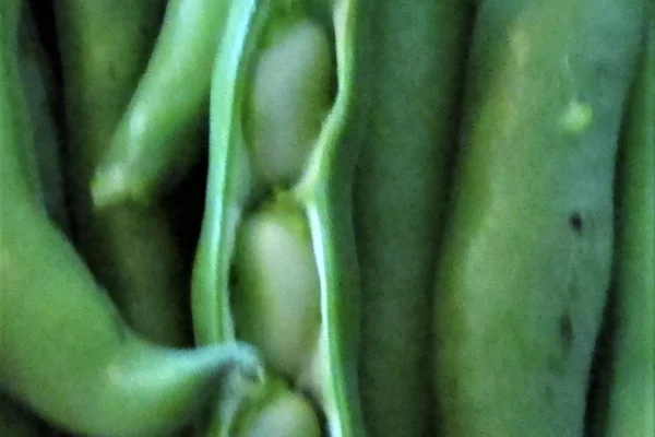 Broad beans inside an opened pod