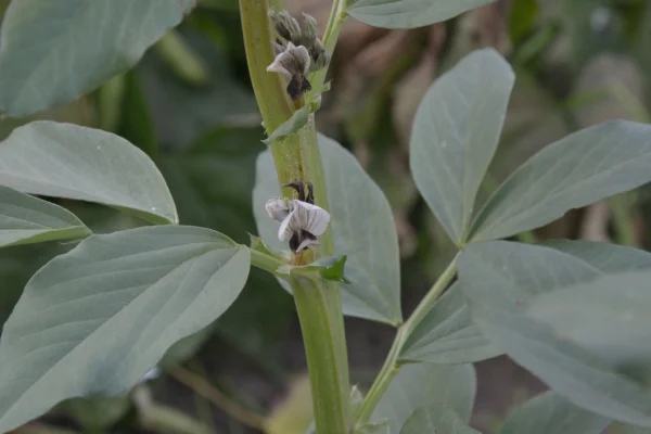 Flowers of a field bean form of Vicia faba
