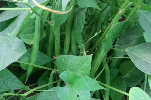 French beans growing in a garden