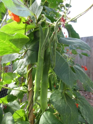 Runner bean pods and flowers in a Norfolk garden