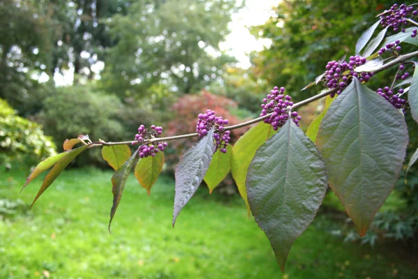 Leaves and purple berries of Callicarpa bodinieri Profusion