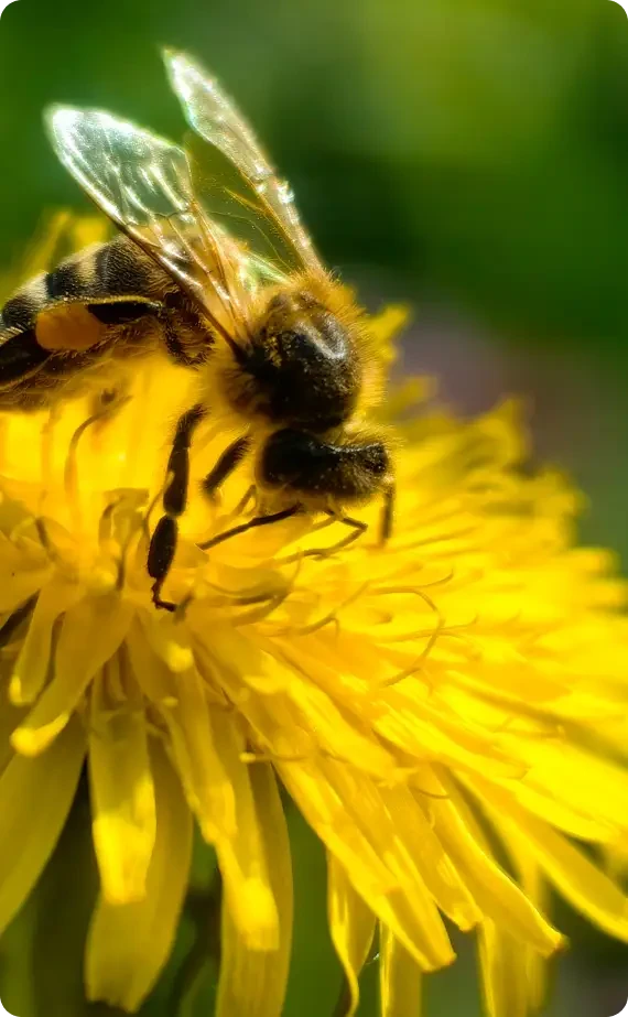 A honeybee feeding on a yellow flower