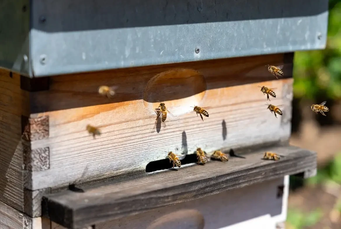 Honeybees entering and leaving a wooden hive