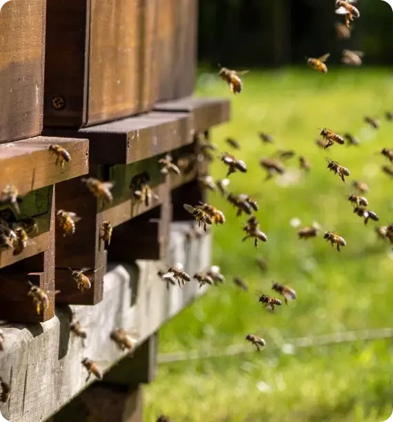 Honeybees flying around the entrance of a wooden hive