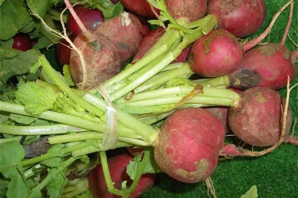 Illustrative beetroot photograph; cultivar not identified, not verified as Cylindra