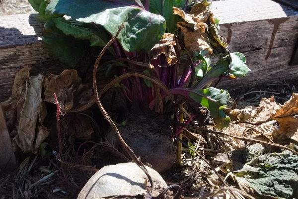 Beetroot in a raised garden bed in Washington DC, an illustrative growing photograph