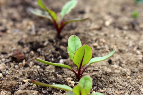 Young beetroot seedlings growing in soil