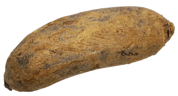 Harvested elongated beetroot with foliage removed