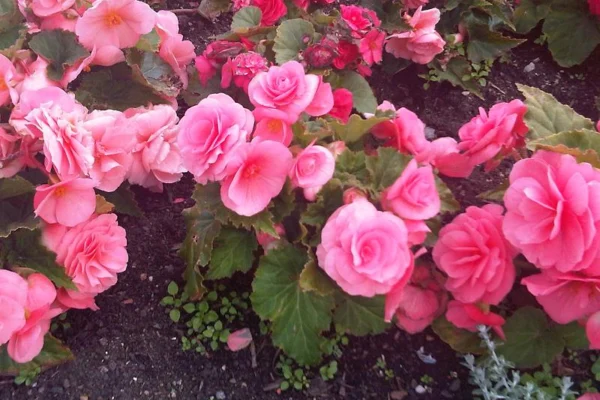 Tuberous begonia flowers photographed at Kew Gardens