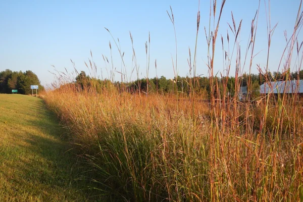 Big bluestem in a North American prairie setting