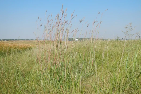 Tall big bluestem grass with flowering stems