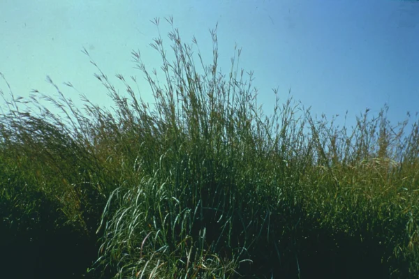 Upright Andropogon gerardii clump with branching flowerheads against a blue sky