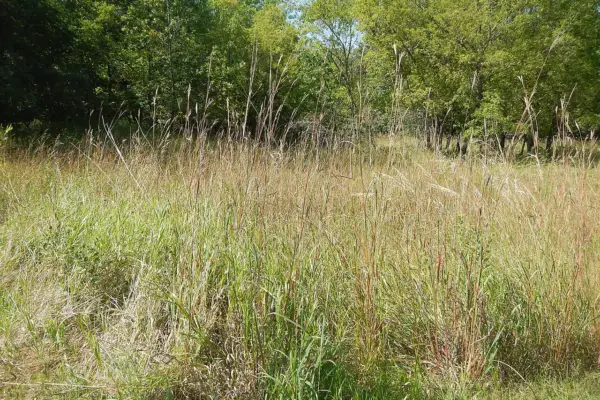 Big bluestem among grasses in a prairie setting