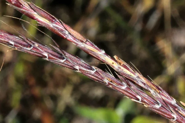 Big bluestem seedheads at Russell R Kirt Prairie