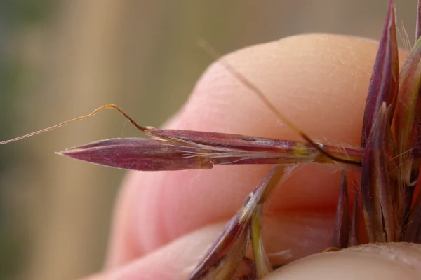 Close view of the paired spikelets of big bluestem