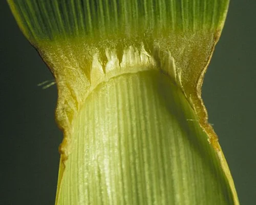 Detailed view of a big bluestem leaf ligule