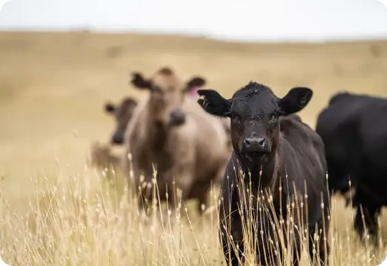 Cows in a field