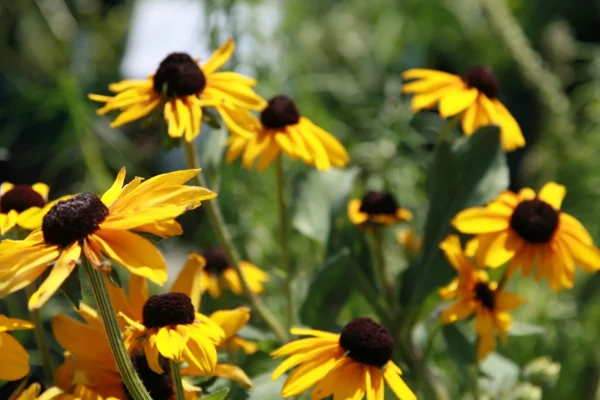 Rudbeckia hirta Indian Summer at Behnke Nurseries