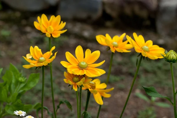 Rudbeckia Prairie Sun flower at Kyoto Botanical Garden