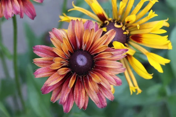 Rudbeckia hirta Sahara with Chim Chiminee in the background
