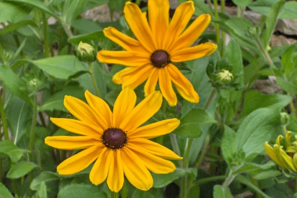 Rudbeckia hirta Indian Summer flowers