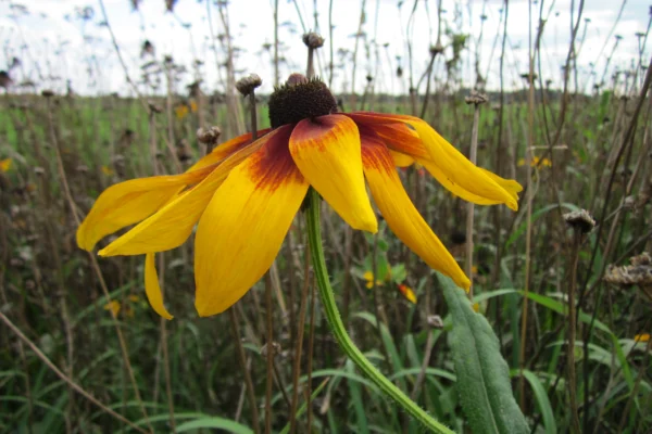 Rudbeckia hirta growing near a field at Walldorf
