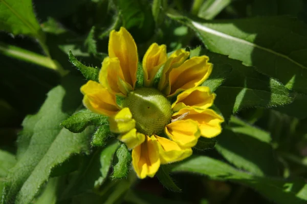 Rudbeckia hirta flower bud, possibly Irish Eyes
