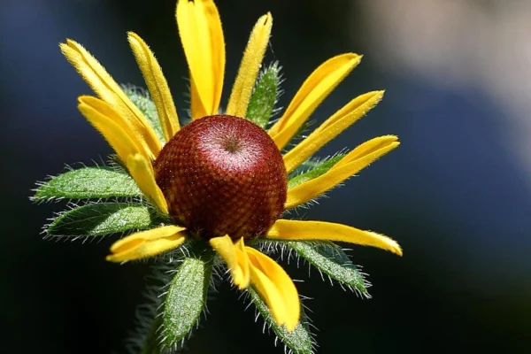 Black Eyed Susan flower