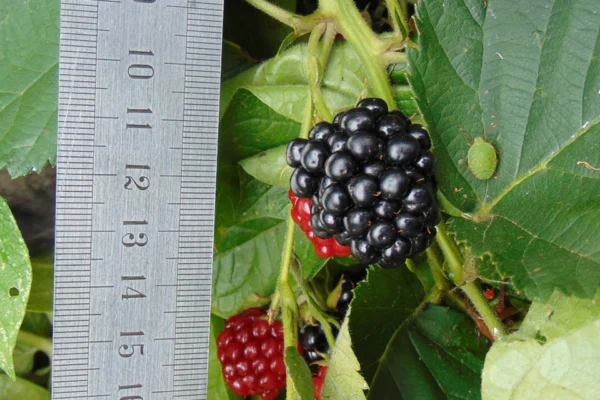 Thornless Chester blackberry photographed in Australia