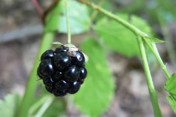 Ripe blackberry fruit, cultivar not identified