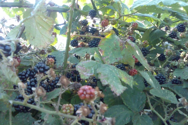 Blackberries at Muswell Hill in London, cultivar not identified