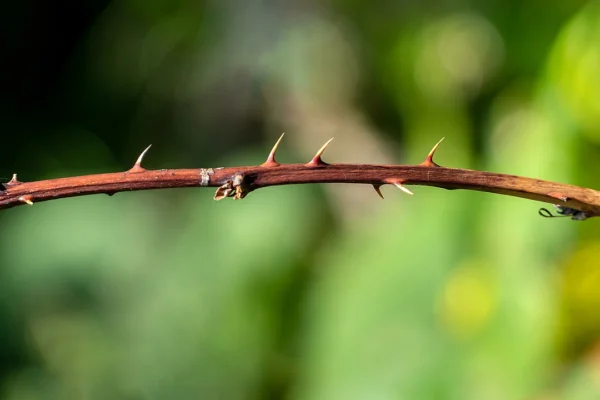 Prickles on a blackberry cane at Norrkila, cultivar not identified