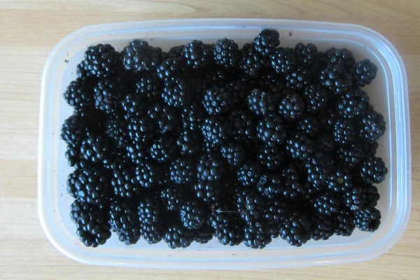 Punnet of blackberries gathered at Trimingham in Norfolk