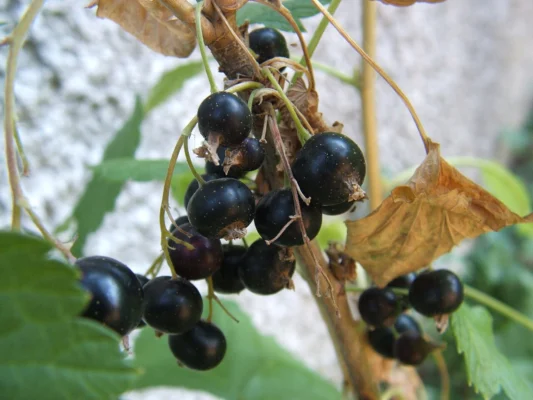 Blackcurrant berries hanging from a branch
