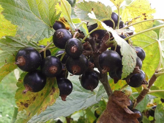 Blackcurrant clusters among green leaves